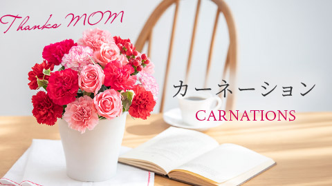 カーネーション