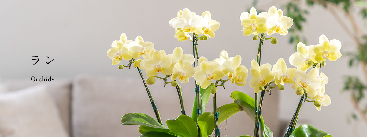 【2025】母の日 花ギフト・プレゼント　ラン（蘭）ギフト特集