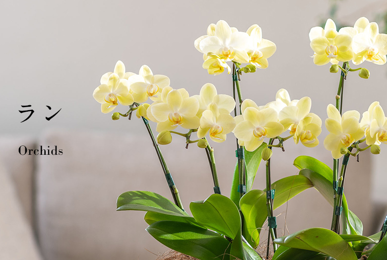 【2025】母の日 花ギフト・プレゼント　ラン（蘭）ギフト特集