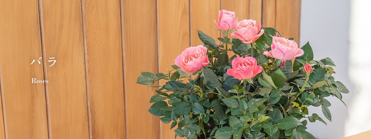 【2025】母の日 花ギフト・プレゼント バラ(薔薇)ギフト特集