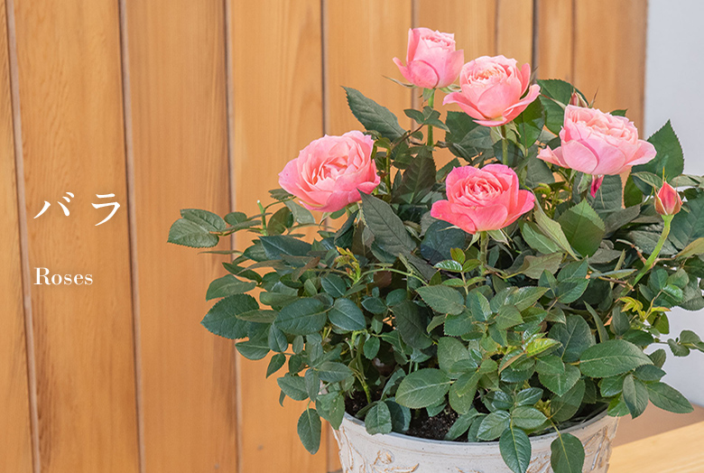 【2025】母の日 花ギフト・プレゼント バラ(薔薇)ギフト特集