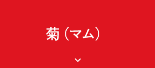 菊（マム）