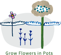 Grow Flowers in Pots