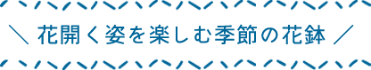 花開く姿を楽しむ季節の花鉢