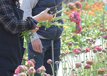「花農家のこだわり便」イメージ