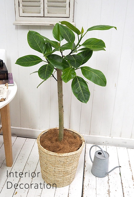 観葉植物大型