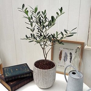 観葉植物中型