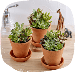 小型の観葉植物