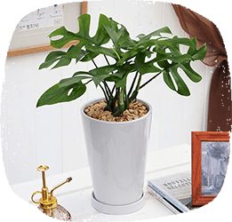 中型の観葉植物