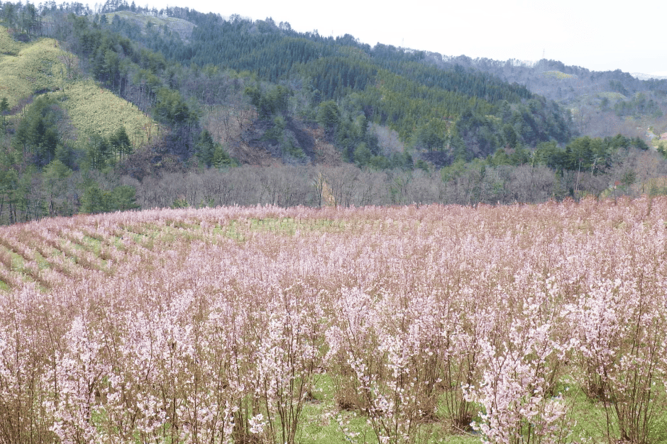 啓翁桜の産地見学