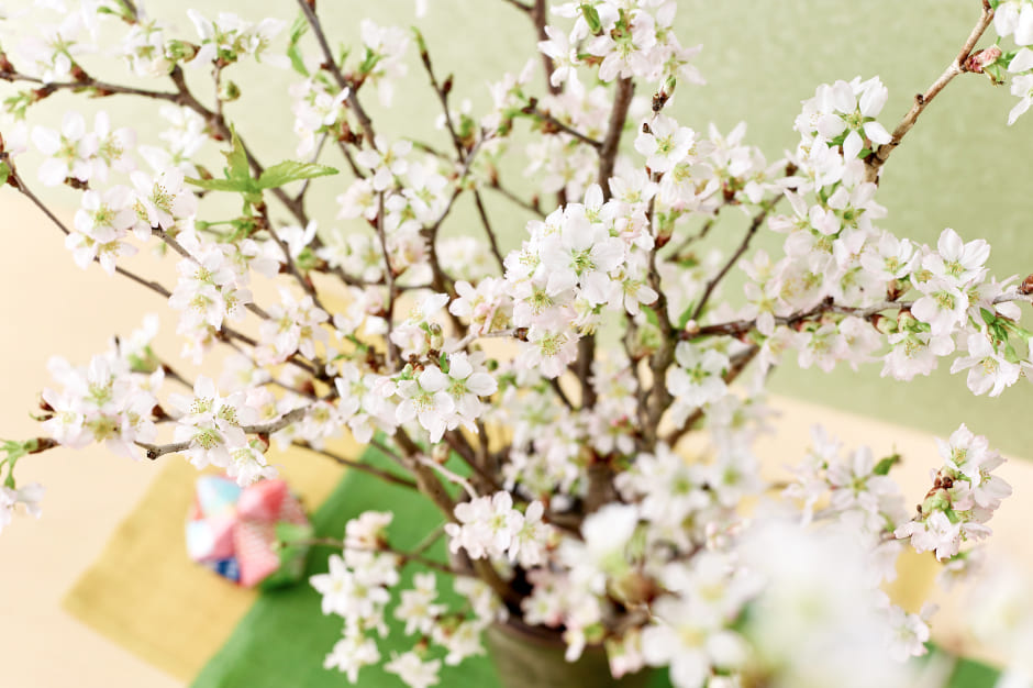 バイヤー厳選 啓翁桜