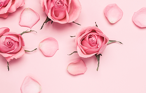 ピンクのバラと花びら