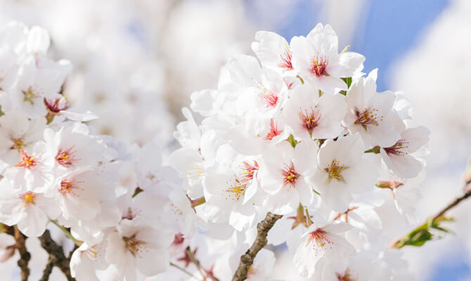 桜