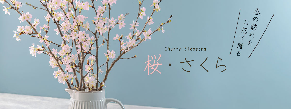 桜の花束・アレンジメント・花鉢ギフト特集