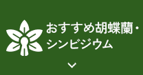 おすすめ胡蝶蘭・シンビジウム 
