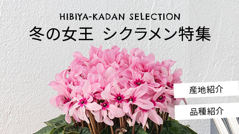 シクラメン生産者