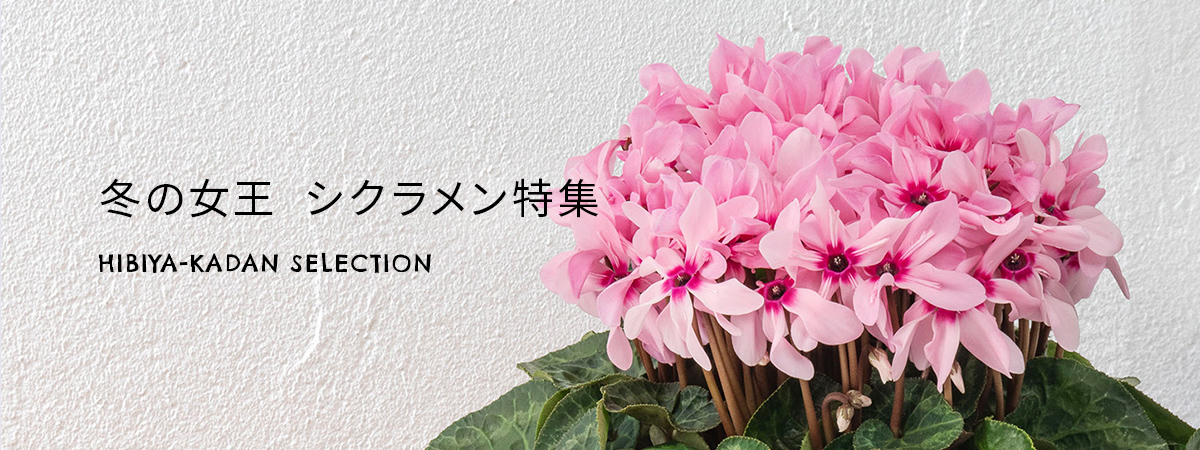 【2025】お歳暮の花 シクラメン特集