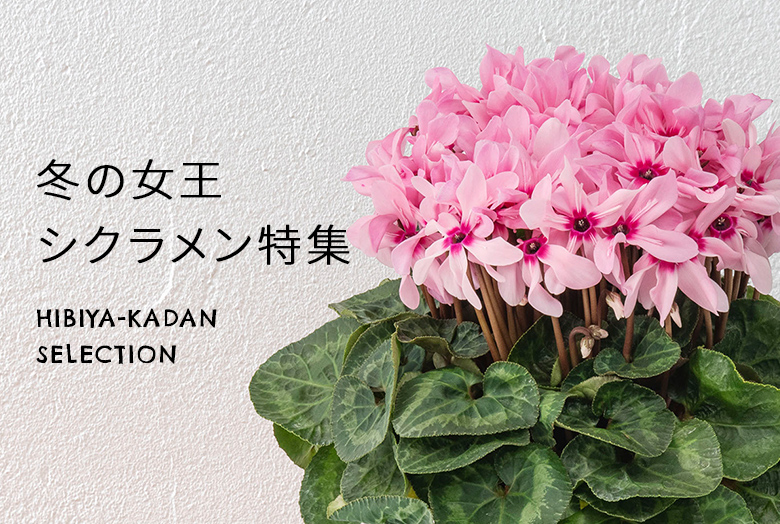 【2025】お歳暮の花 シクラメン特集