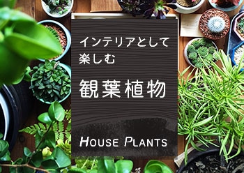 インテリアとして楽しむ観葉植物特集