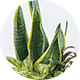 観葉植物