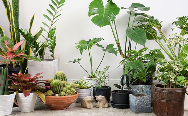 観葉植物