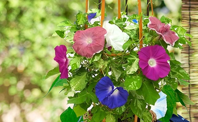 夏の風物詩