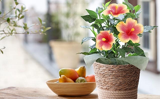 季節の花鉢