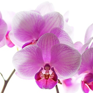 胡蝶蘭