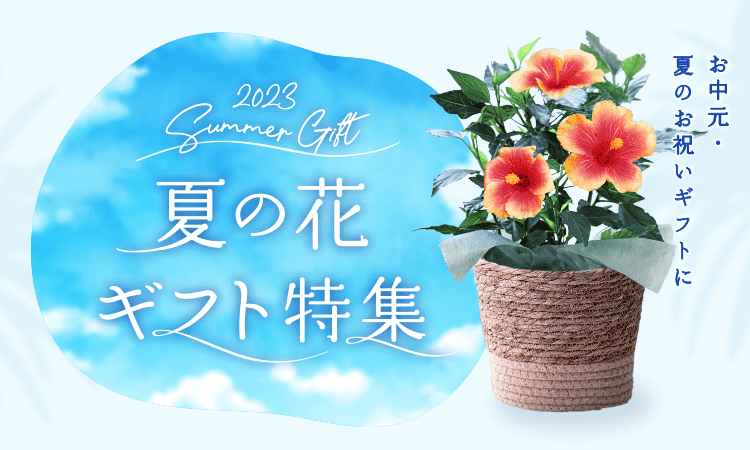 お中元・夏の花ギフト特集2023