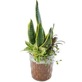 観葉植物