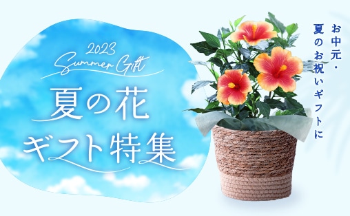 お中元・夏の花ギフト特集