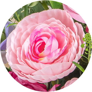 ラナンキュラス