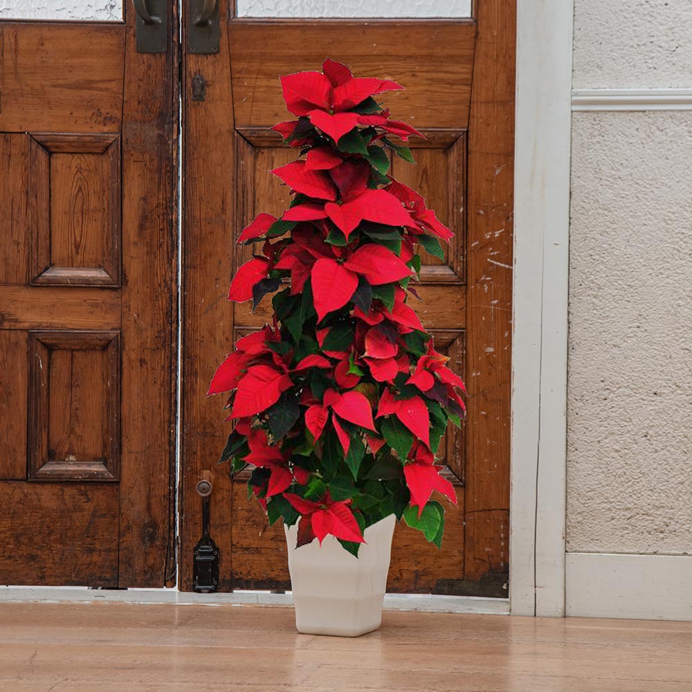 Potted plants