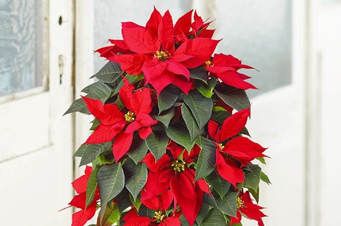 ポインセチアの花鉢