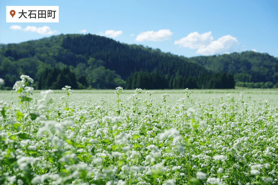 そば畑にて花鑑賞