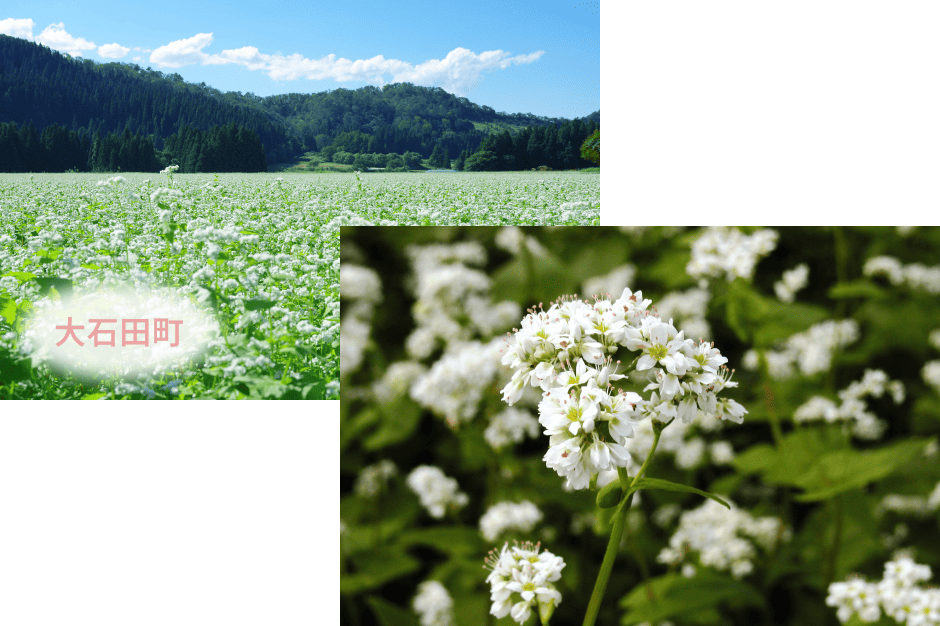そば畑にて花鑑賞